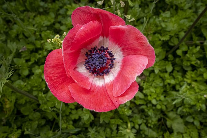 Copake, New York - May 19, 2022: Top view of red flower surrounded by green foliage