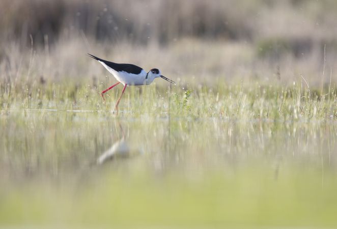Wild bird walking on water