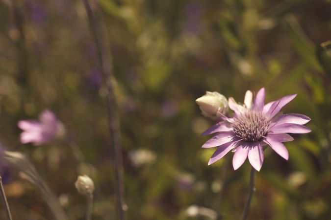 Amazing wildflower. Beautiful summer field. Summer nature