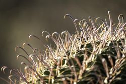 Fishhook cactus in Tucson, Arizona