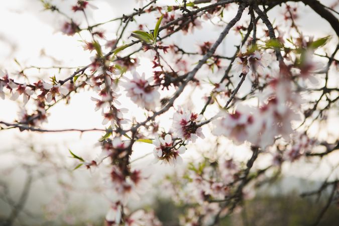 Tree branch with flowers in garden