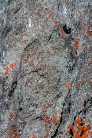 Orange growth on grey rock, vertical composition