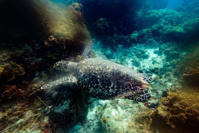 Wild sea turtle swimming underwater