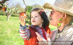 Mature man holding adorable little girl picking apples 5qkVka