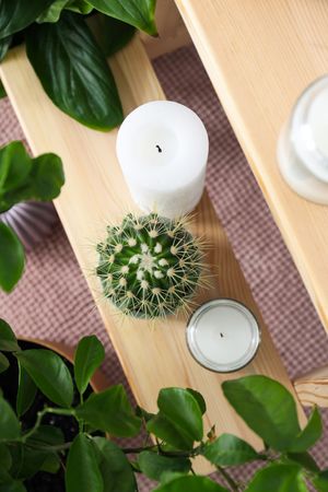 Cozy hobby - growing indoor plants at home