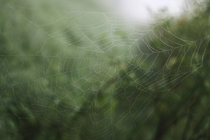 Misty forest with cobweb