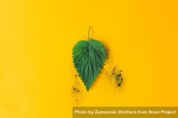 Green nettle leaf against yellow background with green dust 4BqaX5