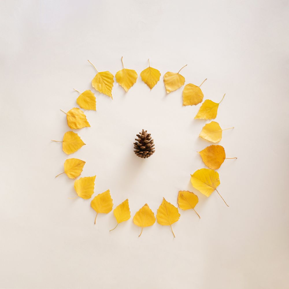 Seasonal flat lay of yellow leaves in a circle with pinecone in the center on plain background