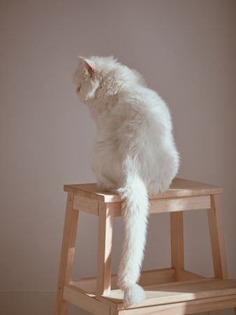 cat on wooden stepladder