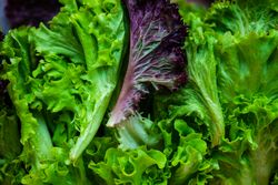 Colorful leafy lettuce