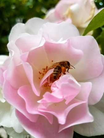 Pink rose blossom with bee inside