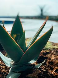 Close up of aloe plant