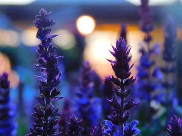 Purple flowers with green leaves in close-up