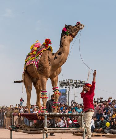 Man pulling the rein of camel beside audience