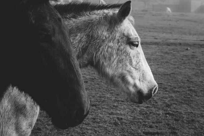 Horses on meadow in fog