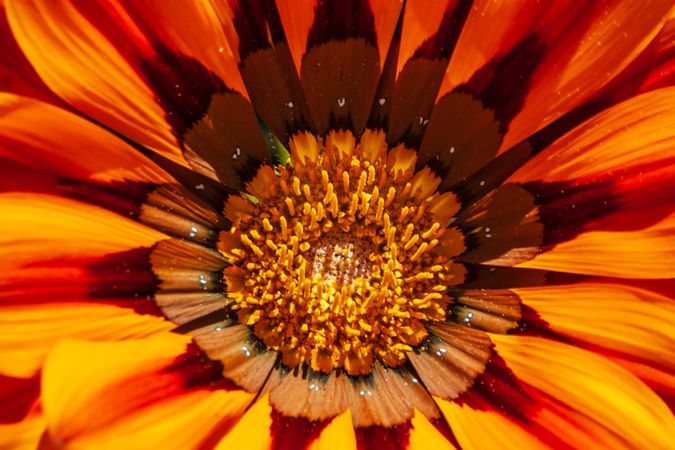 Open orange flower