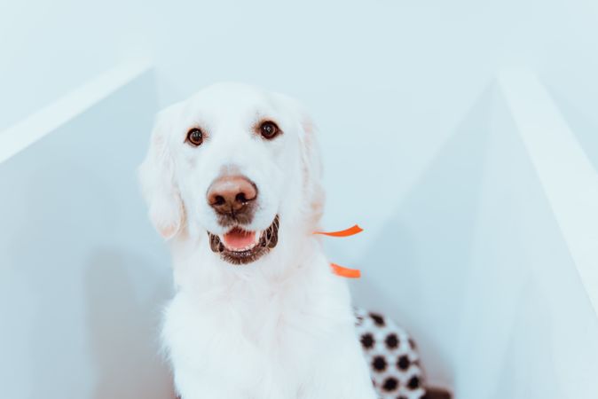 Big Labrador looking at camera