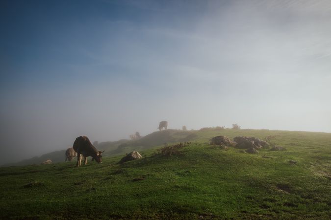 Cattle in green meadow during foggy sunny weather