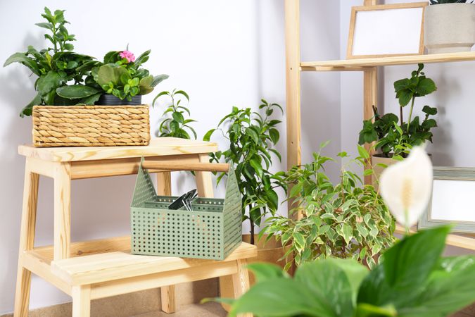 Cozy hobby - growing indoor plants at home