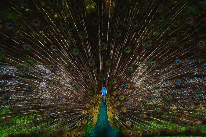 Peacock in close up