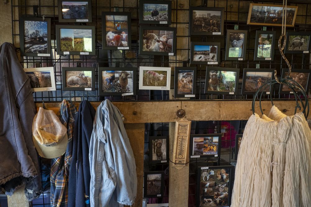 Photos of sheep and ewes on a wall in a stable of a shepherd