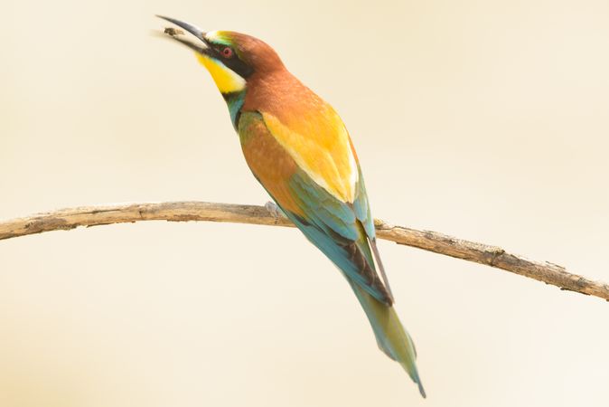 Bird standing on tree branch