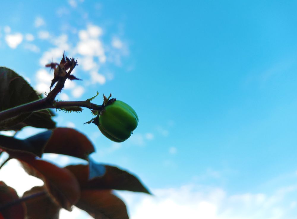 Fruit images are suitable for backgrounds.