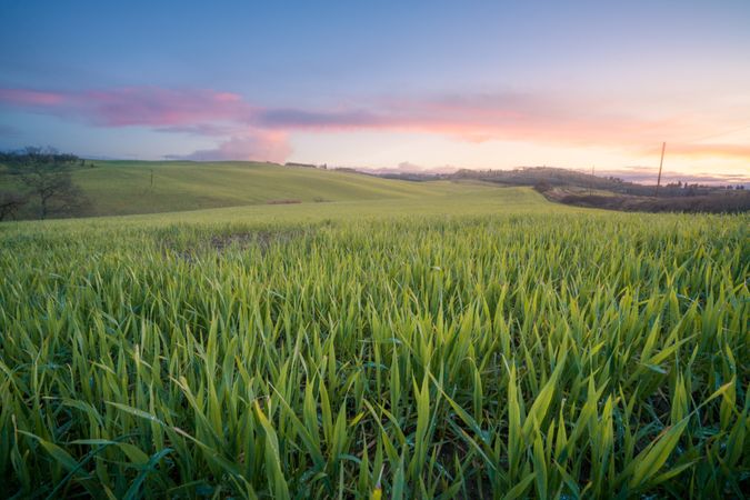 Wonderful empty green fields