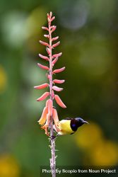 Hummingbird perching on flower 0WA6x4