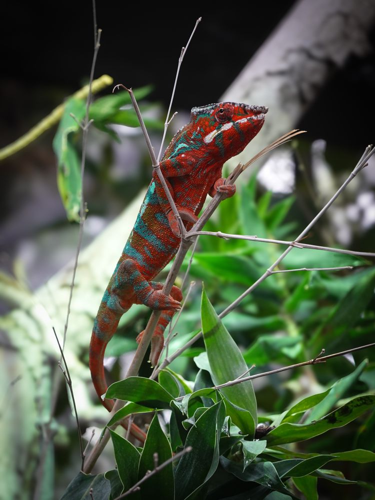 A colourful chameleon
