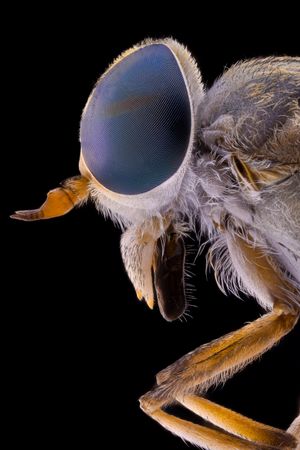 Threatening flying insect with transparent wings