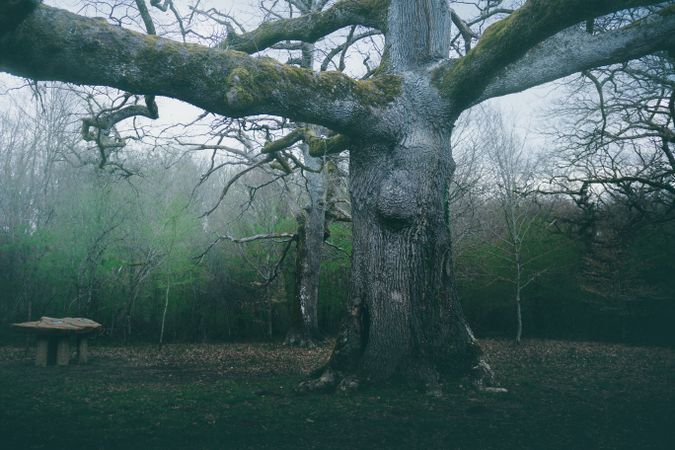 Big old tree covered by moss
