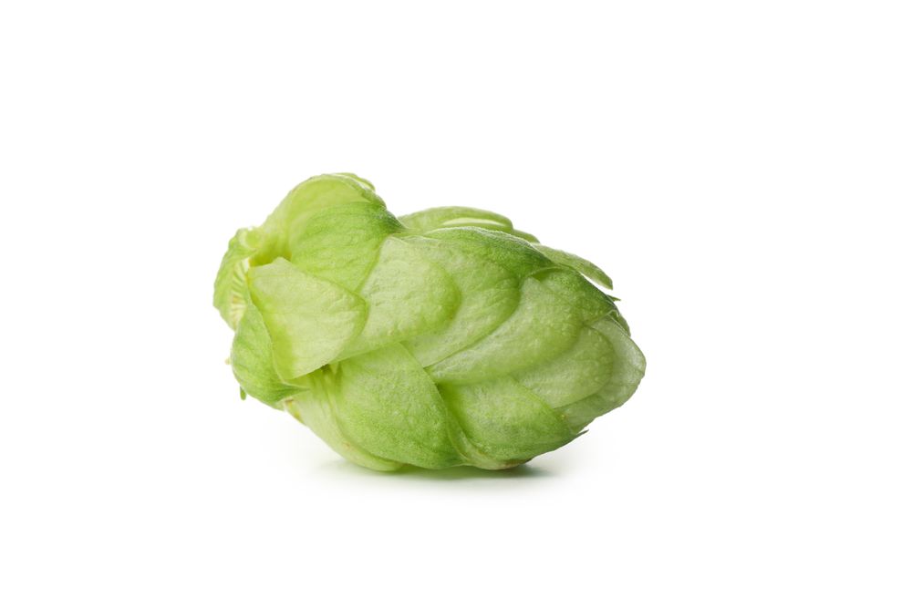 Fresh green hop isolated on light background