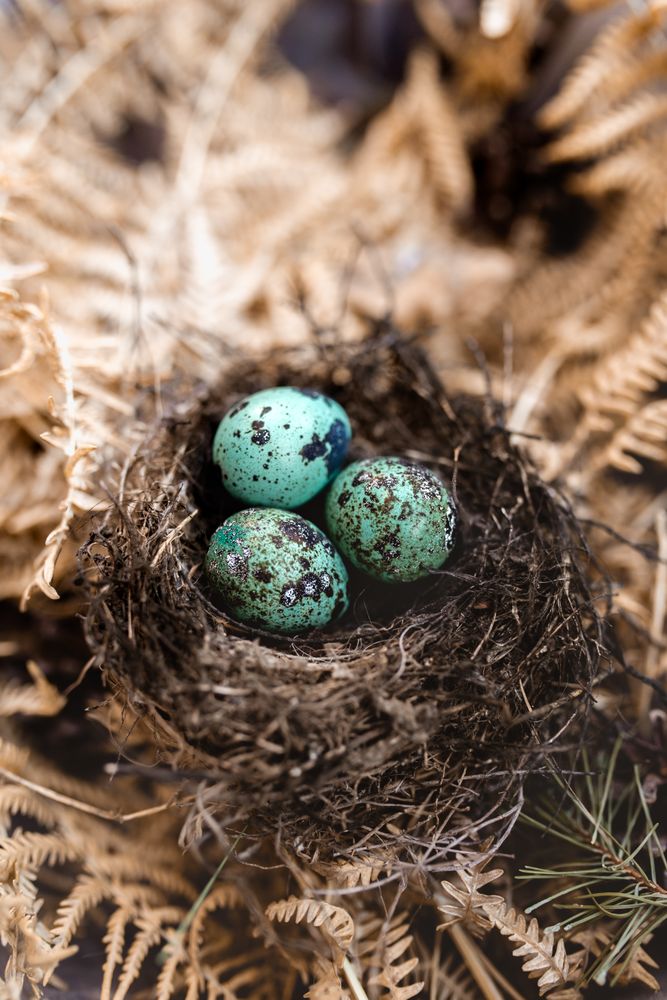 blue eggs in the nest