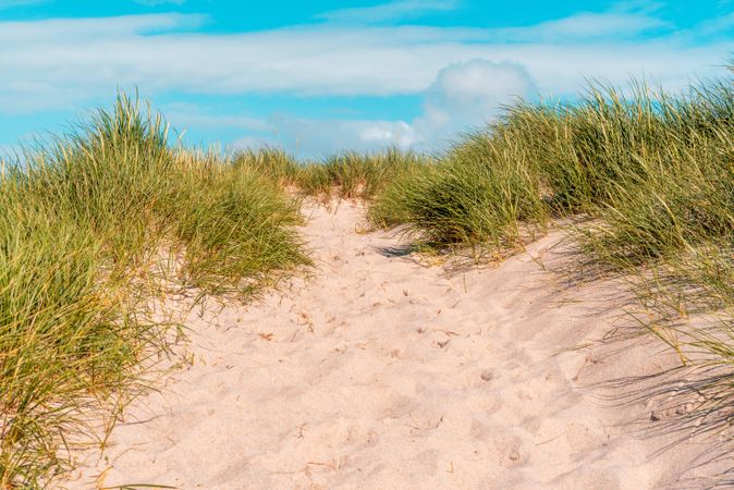 Summer scenery with the marram grass dunes under a blue sky, on Sylt island, in North Sea, Germany