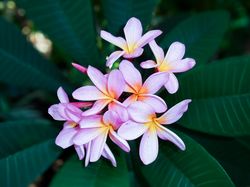 frangipani plumeria flower