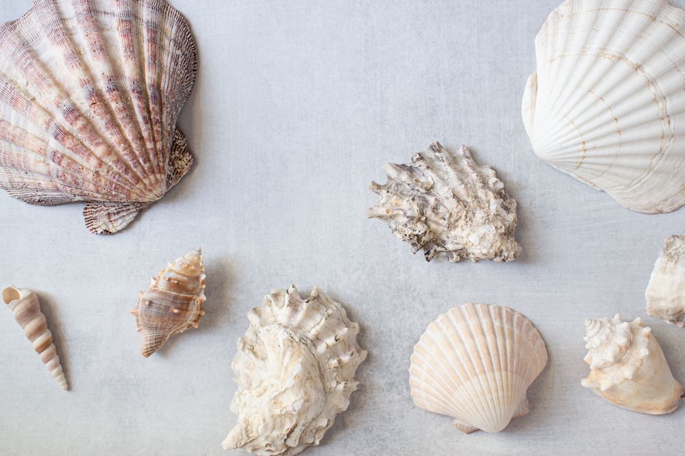 Seashells Flatlay