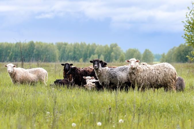 Herd of sheep on green grass field during daytime