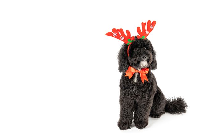 Christmas decorated dog isolated on light background