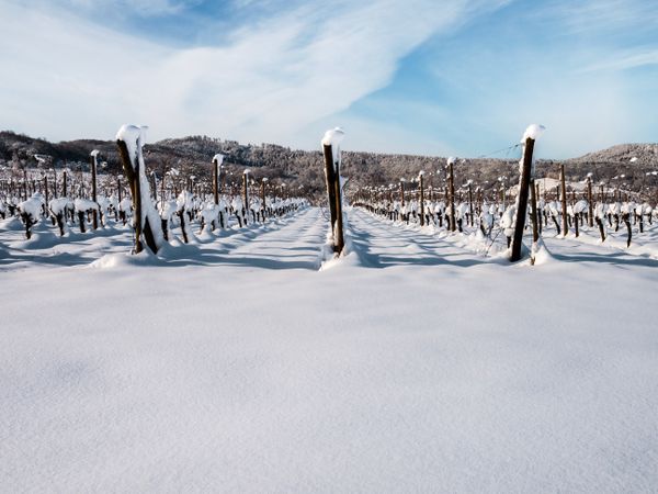 Alsace vineyards under heavy snow on a sunny winter day. Details and top view.