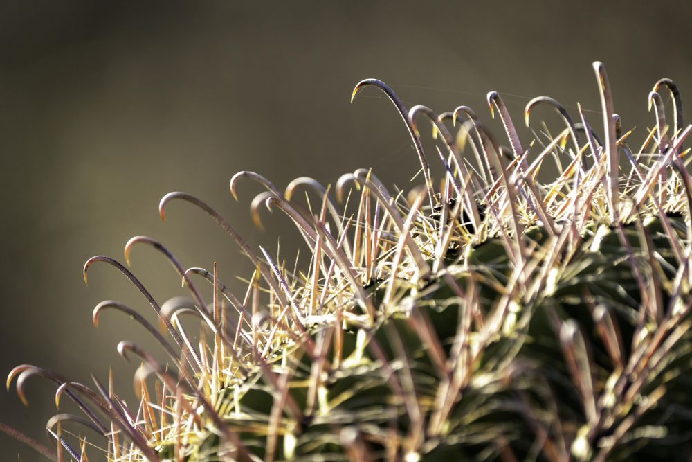 Fishhook cactus in Tucson, Arizona