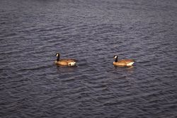 Two Canadian Geese in the water