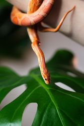 Corn snake wrapped around woman hand with monstera leaf in background