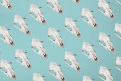 Pattern from dead animal skulls