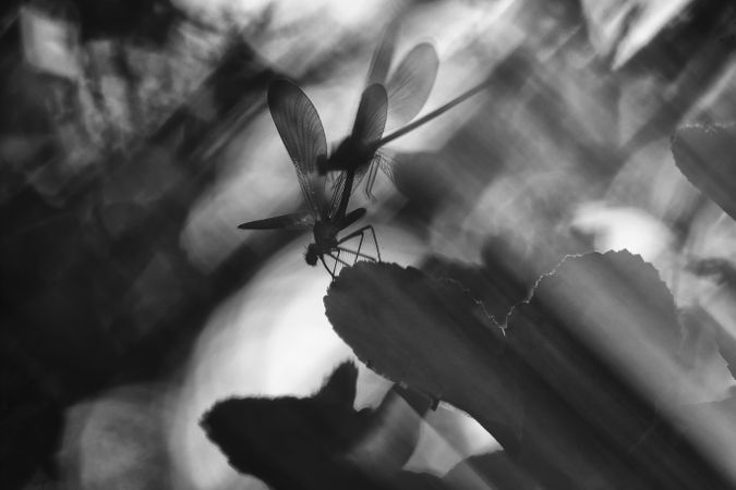 Dragon-fly on thin twig of plant