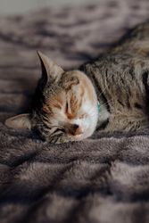 Cat lying on comfortable bed