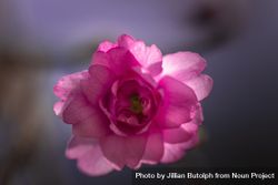 Close up of pink flower 5oLVx4