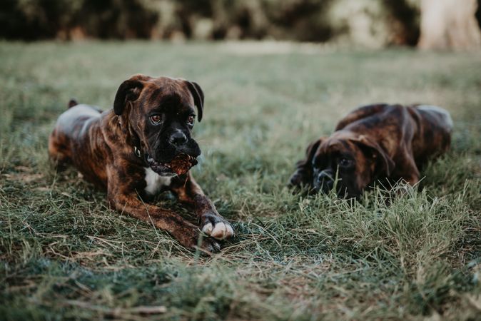Playful dogs laying in grass with cone