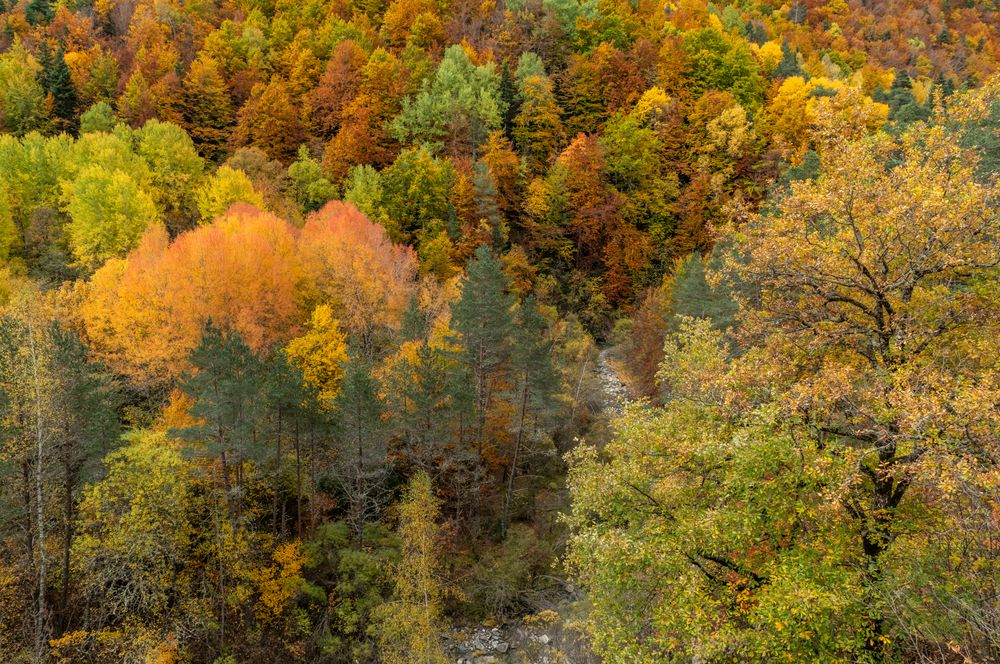 Autumn forest hues