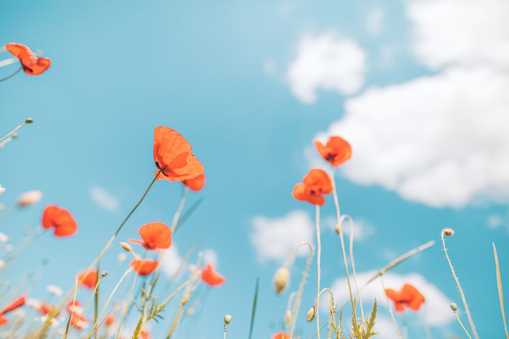 Red flowers against a light blue sky